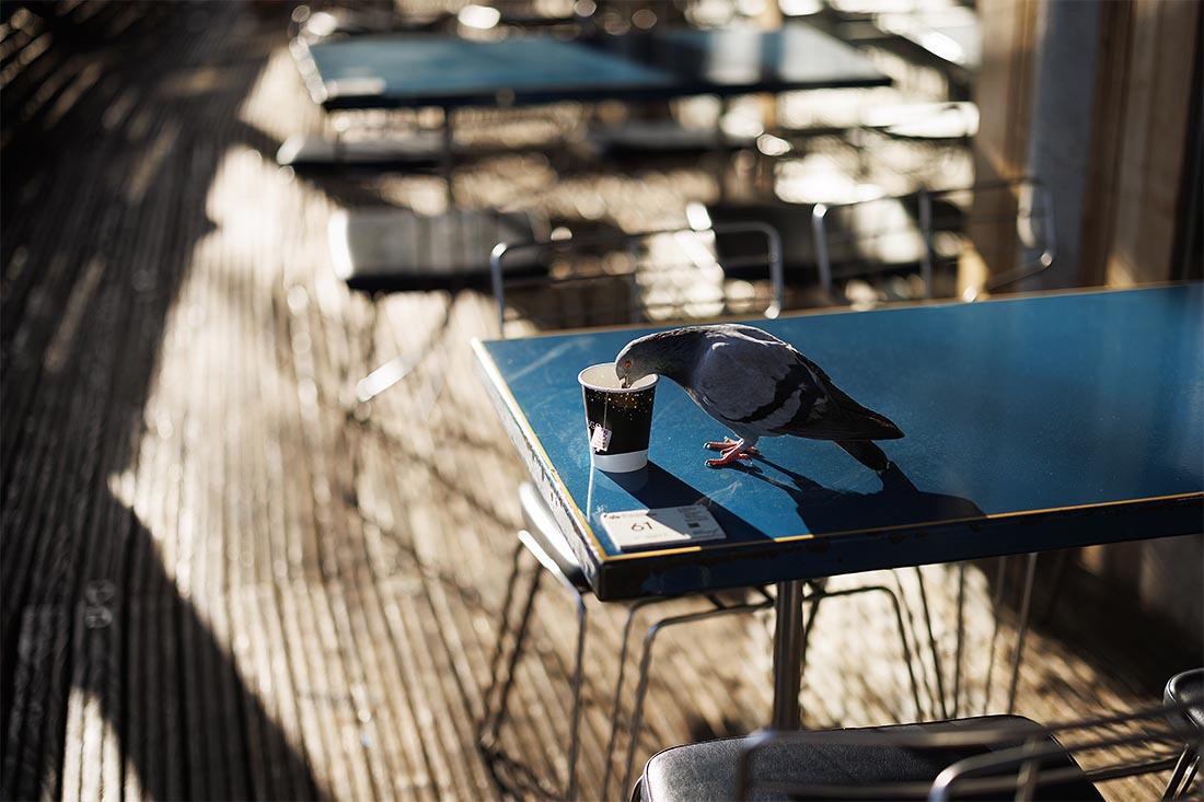 Голубь пьет чай в Сент-Джеймсском парке в Лондоне