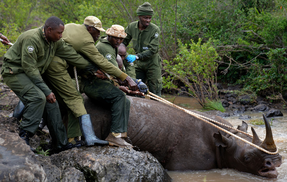 В Кении редких черных носорогов переселяют в районы, где эти животные не появлялись уже полвека