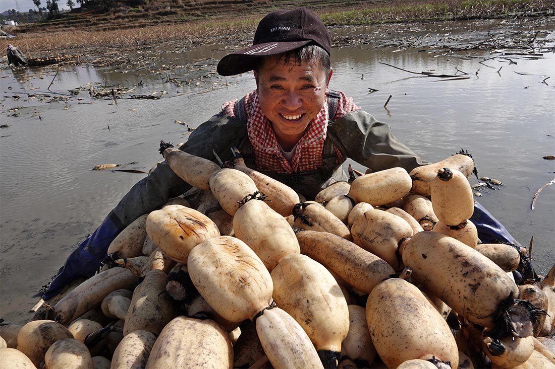 В китайской провинции Гуйчжоу пришло время собирать урожай корней лотоса