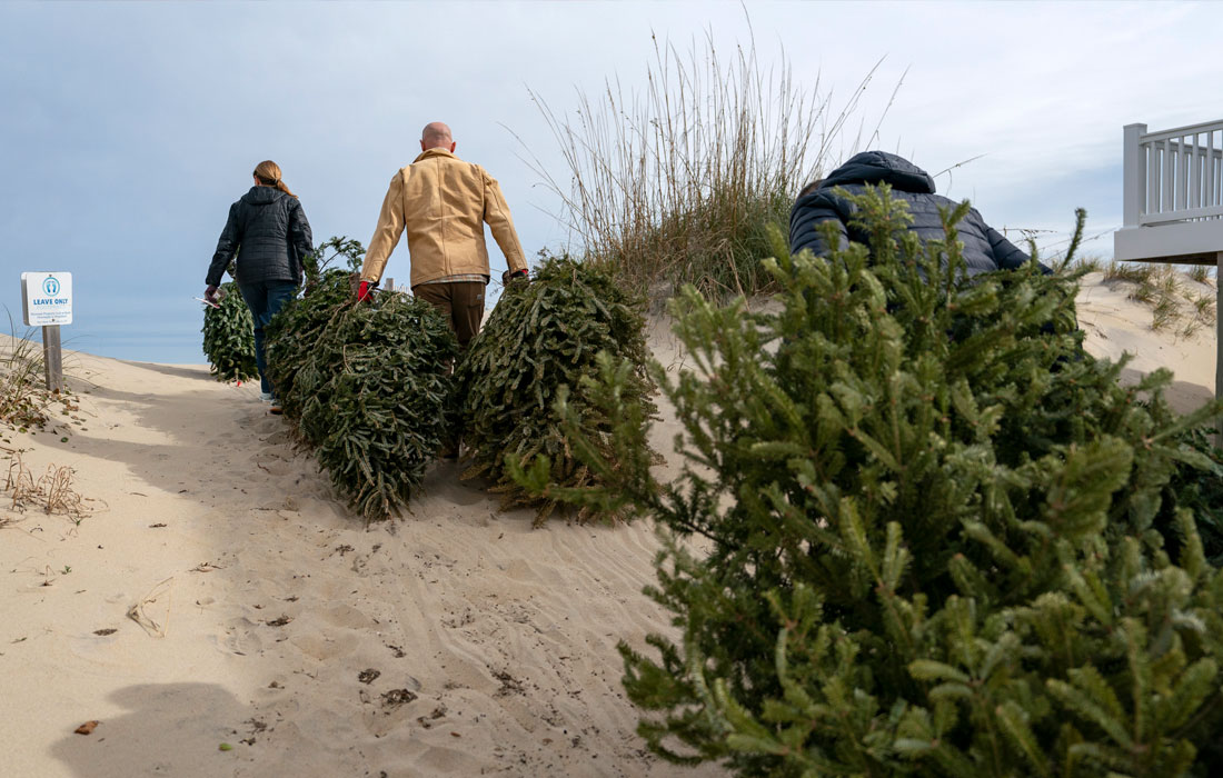 Волонтеры приносят рождественские ели на побережье для восстановления разрушенных дюн в Китти-Хок, Северная Каролина, США 