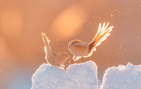 Фотохроника 26 января