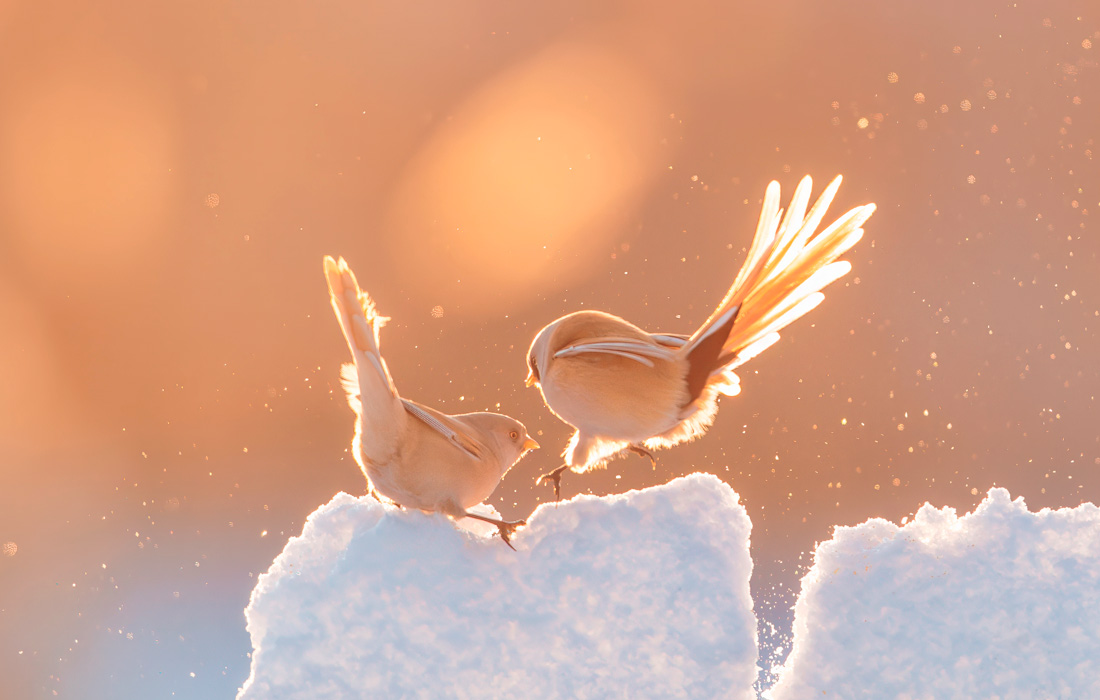 Синицы резвятся на снегу в Дацине, провинция Хэйлунцзян, Китай