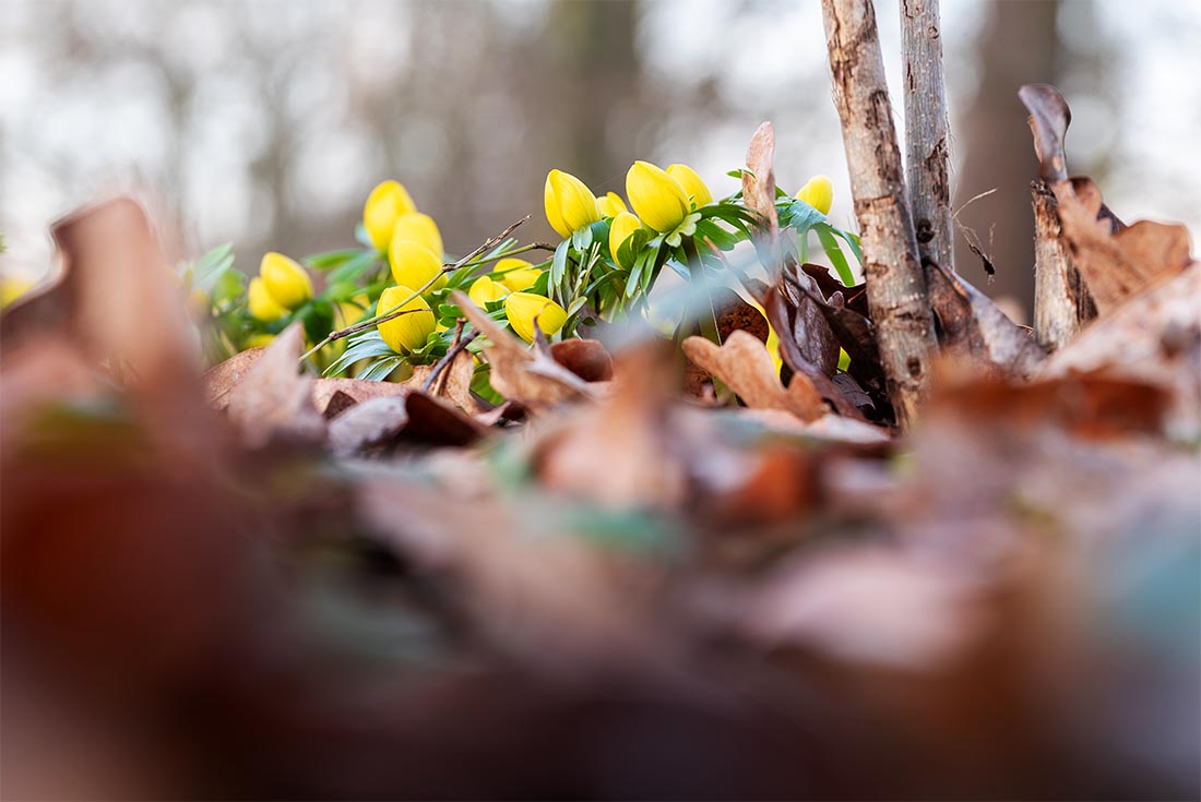 Весенники готовы цвести в Германии
