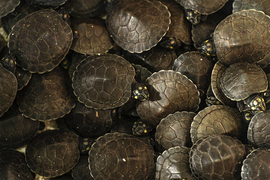В национальном парке Жау в бразильском штате Амазонас выпустили 800 детенышей речных черепах в рамках программы по сохранению популяции