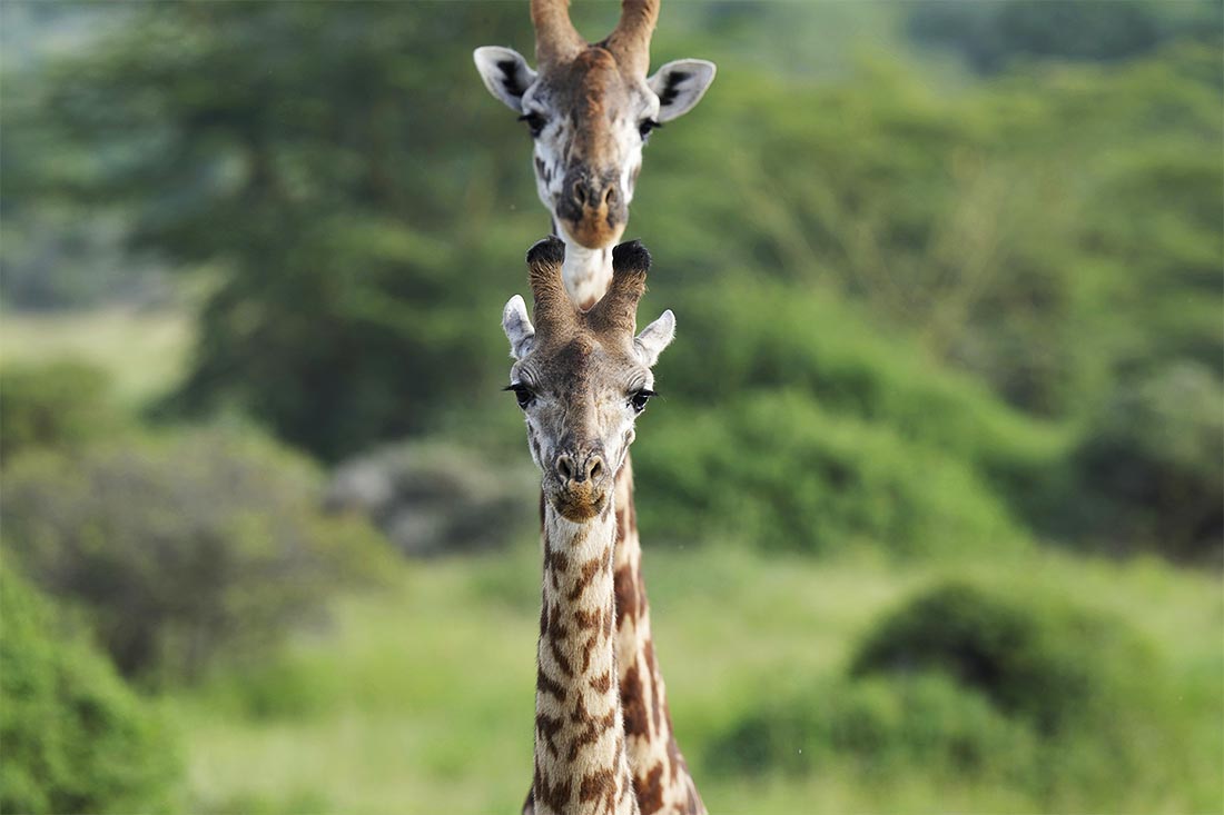 Жирафы в Национальном парке Найроби в Кении
