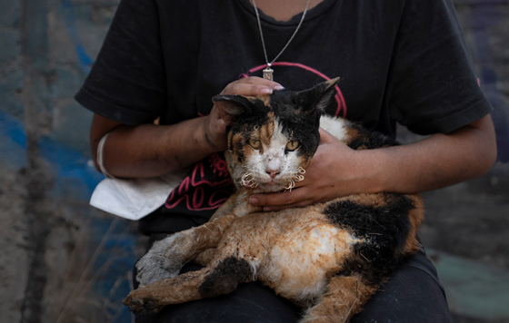 Лесные пожары в Чили
