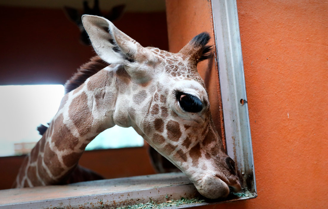 Новорожденный жираф в зоопарке в Хожуве, Польша