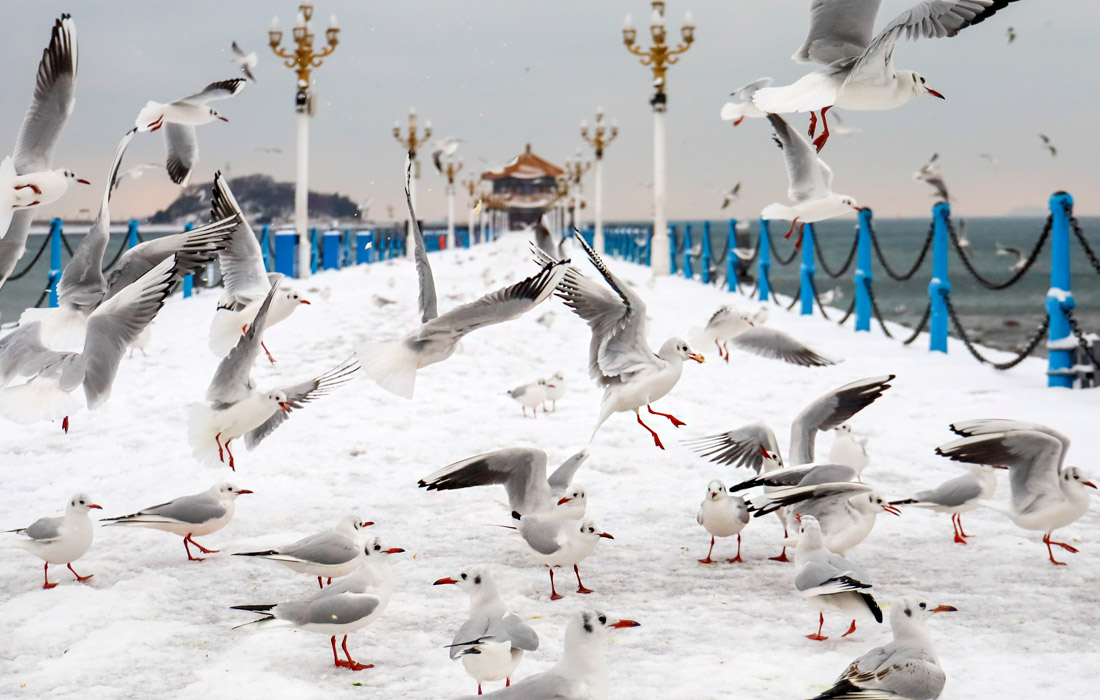 Чайки в парке залива Тандао в Циндао, Китай