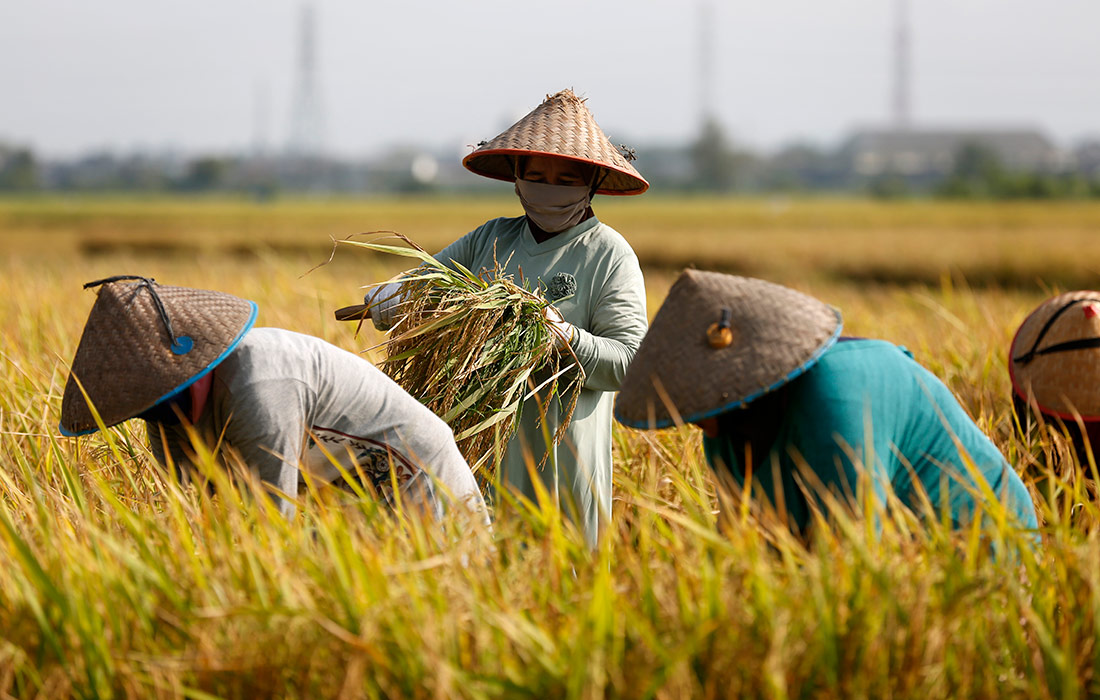 Фермеры собирают рис традиционными методами в регионе Ачех, Индонезия