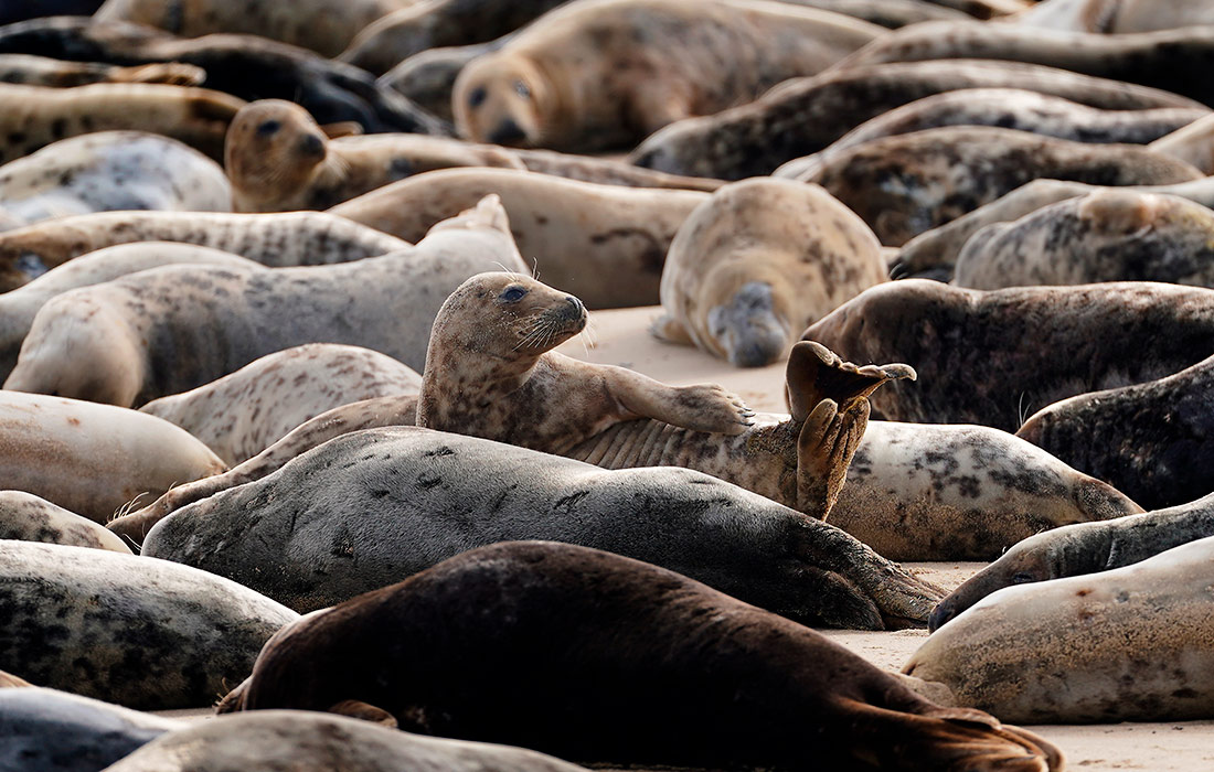 Ежегодная линька атлантического серого тюленя в Норфолке
