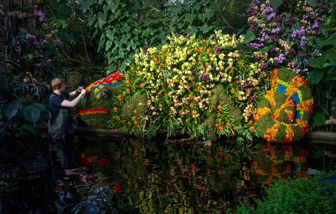 Подготовка к ежегодному фестивалю орхидей в Королевских ботанических садах Кью в Лондоне