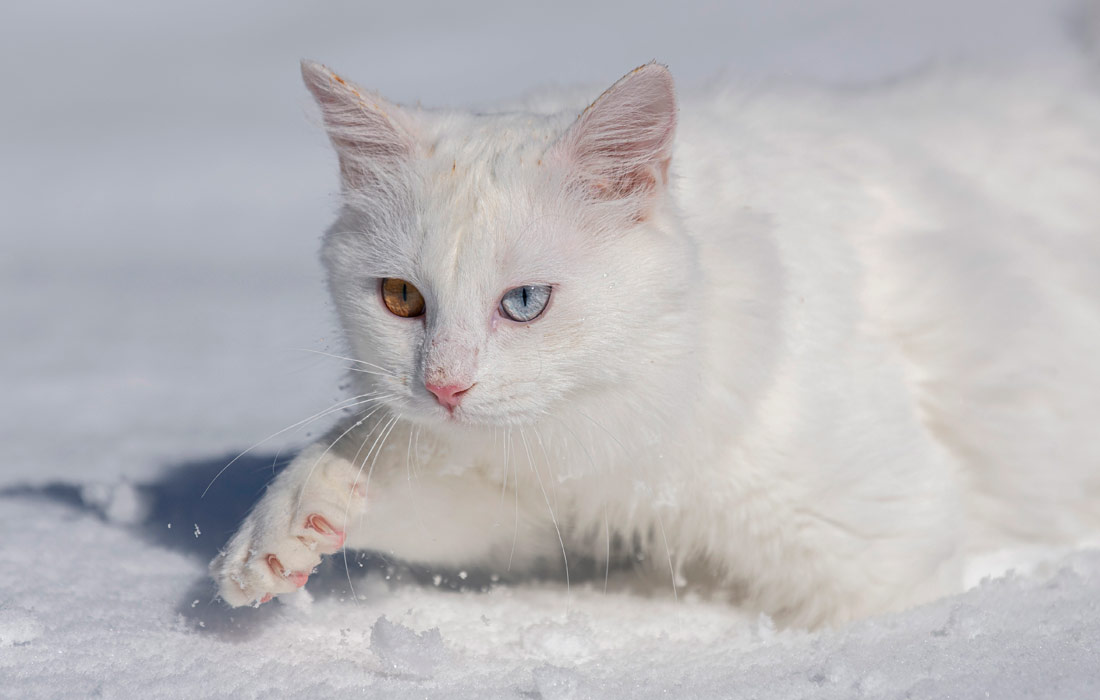 Кот наслаждается снегом в турецкой провинции Ван