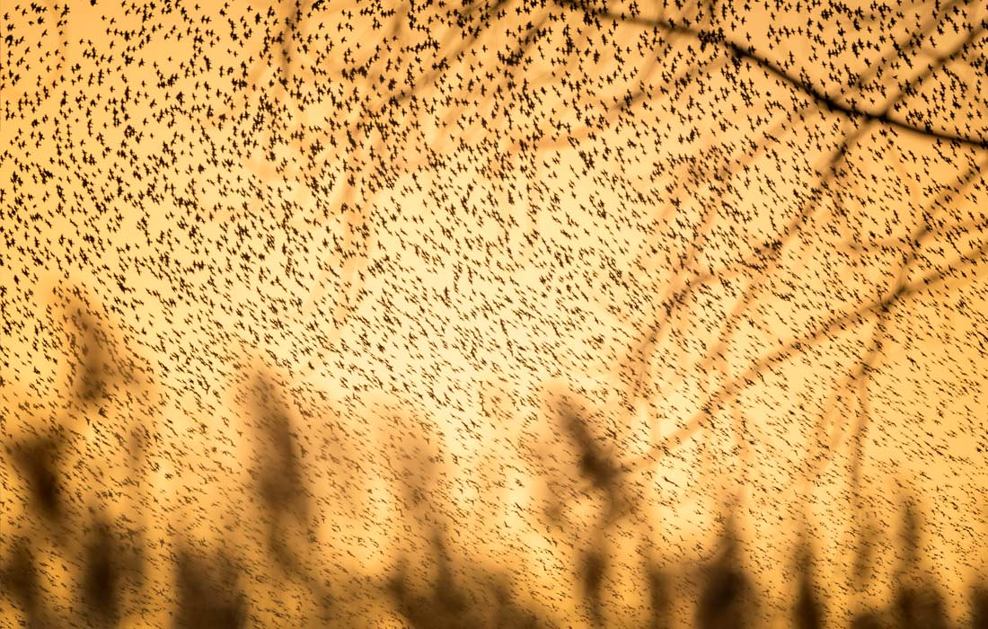 Мурмурация скворцов в турецкой Бурсе