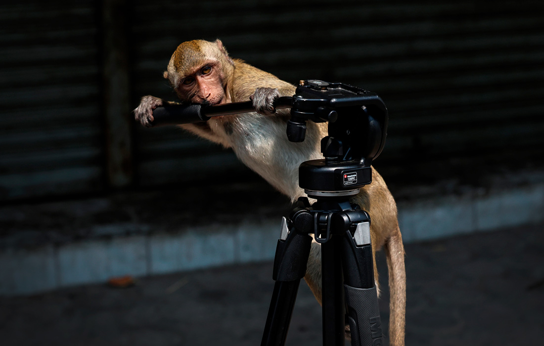 Макака изучает штатив камеры в Лопбури, Таиланд