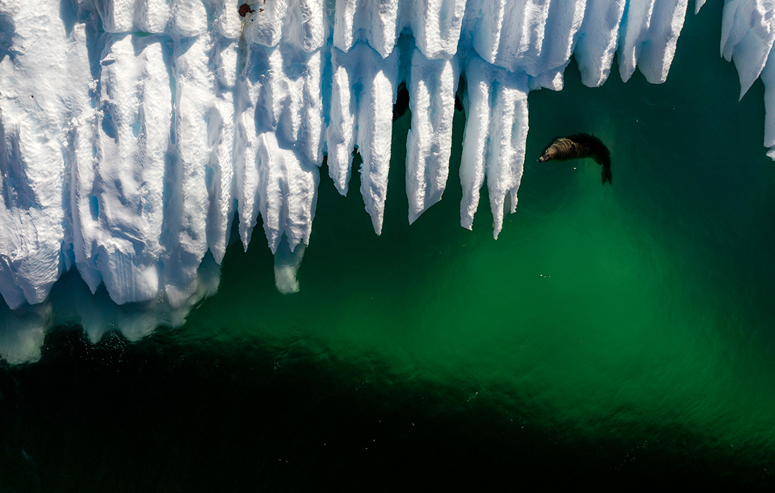 Тюлень-крабоед в Антарктиде