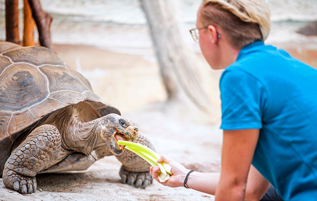 Работник кормит гигантскую галапагосскую черепаху Изабелу в зоопарке Ростока, Германия