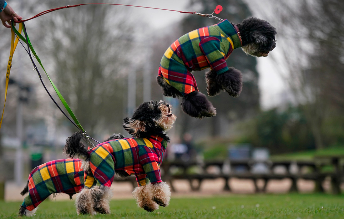 Собаки на прогулке в Бирмингеме, Великобритания