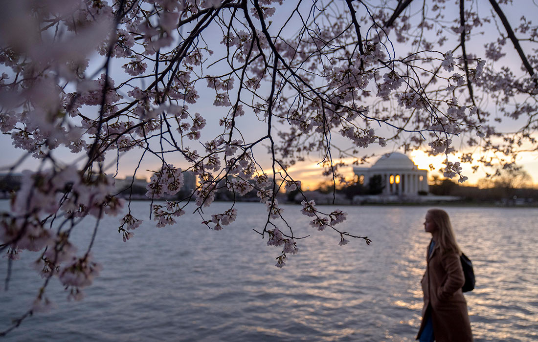 Цветение вишни вокруг в Вашингтоне