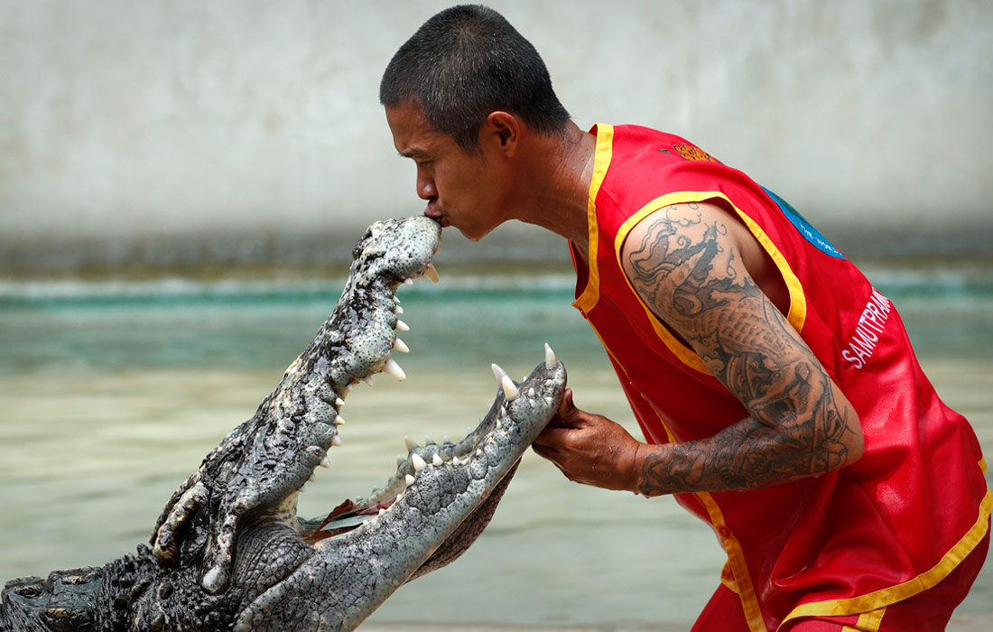 Крокодиловая ферма и зоопарк в провинции Самутпракан в Таиланде готовятся к открытию спустя четыре года перерыва из-за пандемии коронавируса COVID-19