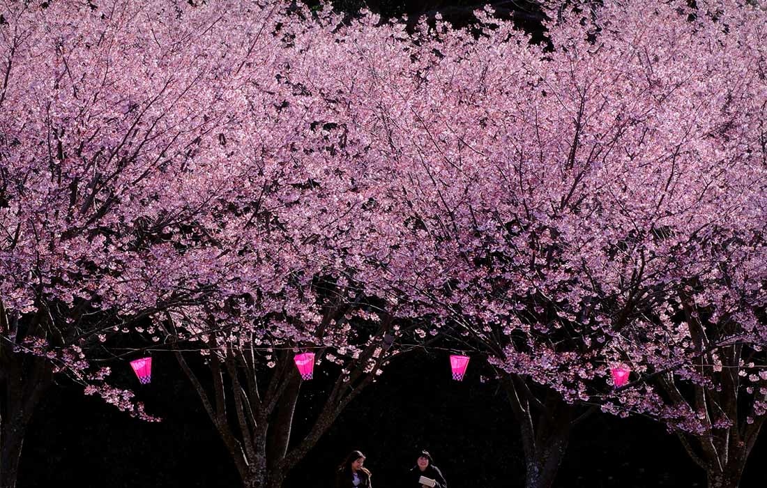 Раннее цветение сакуры в Токио