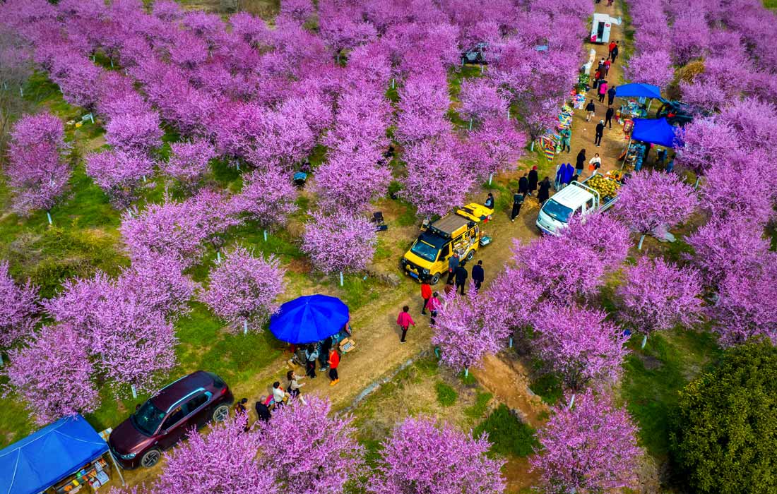 Туристы наслаждаются цветением сливы в Чжэнчжоу, Китай