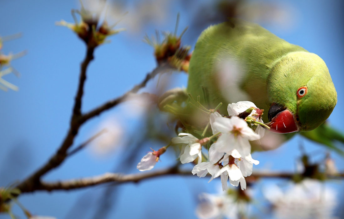 Длиннохвостый попугай в Сент-Джеймсском парке Лондона