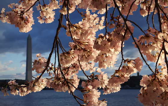 Планета в цвету