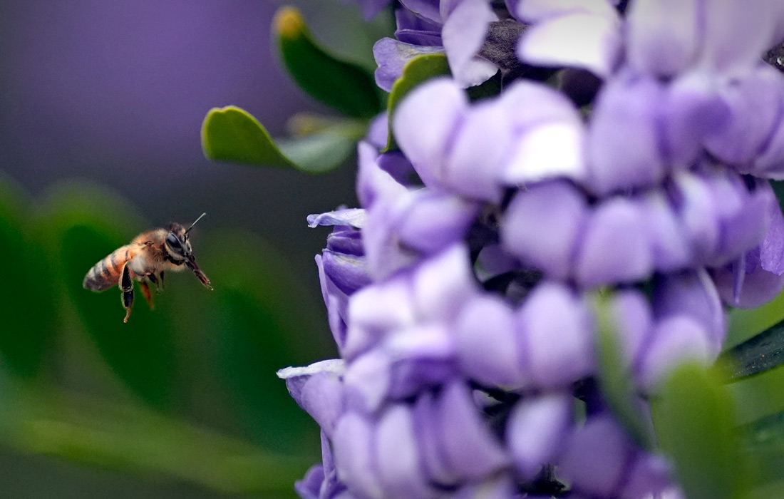 Пчела у софоры бокоцветной в штате Техас на юге США