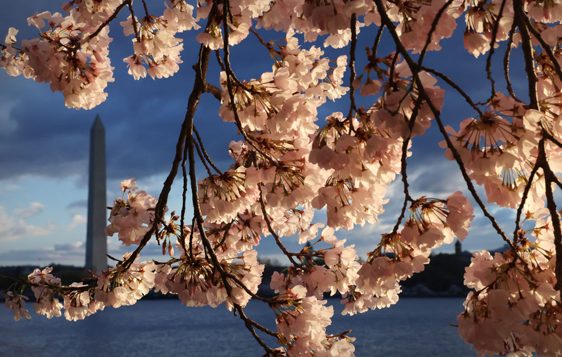 Цветение сакуры в Вашингтоне