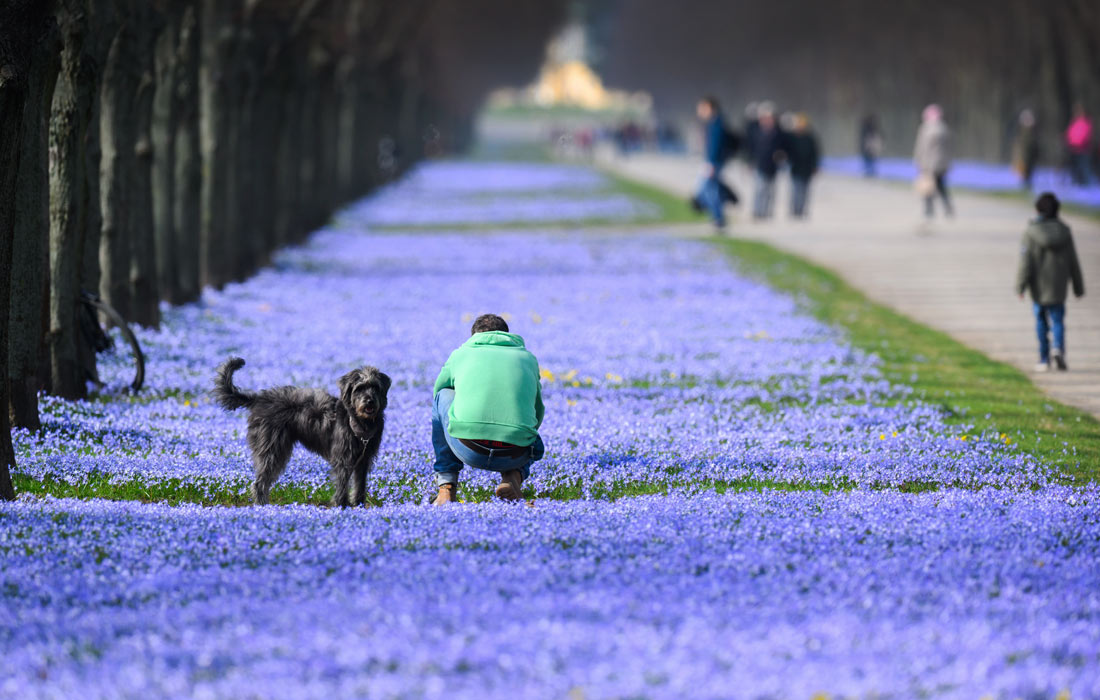 Цветение сциллы в Ганновере, Германия