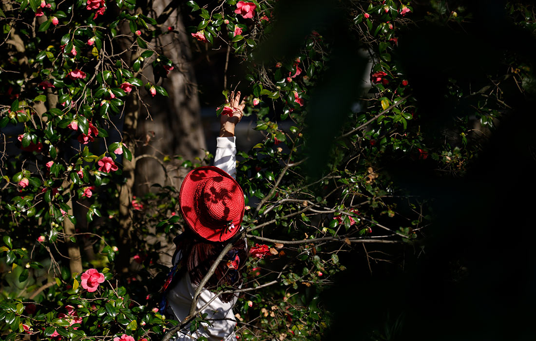Человек тянется за цветами на дереве в садах Дескансо в Ла-Каньяда-Флинтридж, Калифорния