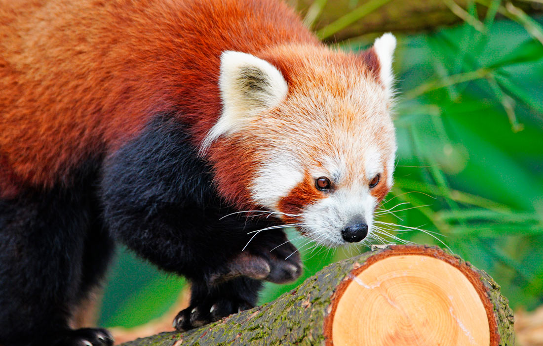 Красная панда в Бристольском зоопарке, Великобритания