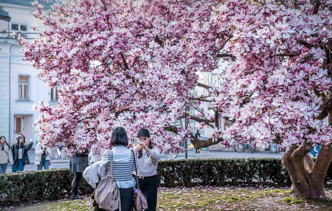 Цветение магнолии в Зальцбурге, Австрия
