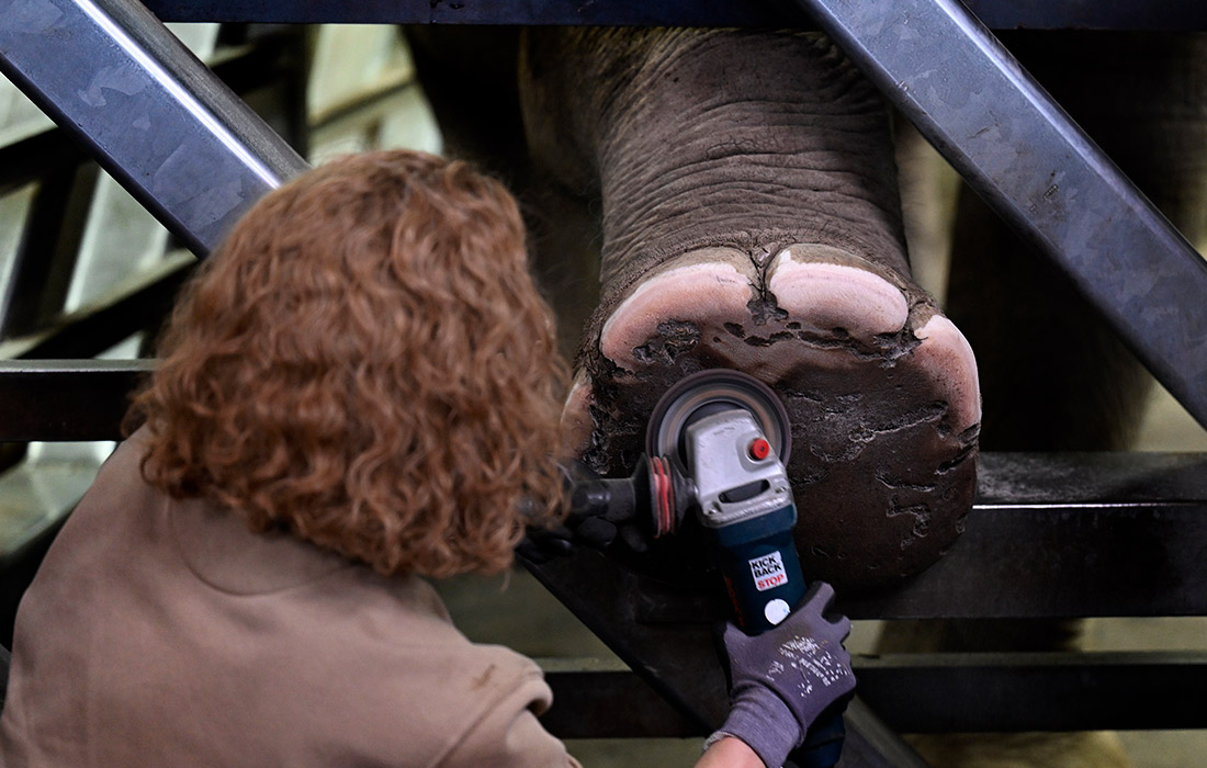 Работница зоопарка в Кельне Ханна Коррес делает педикюр слону Марлару
