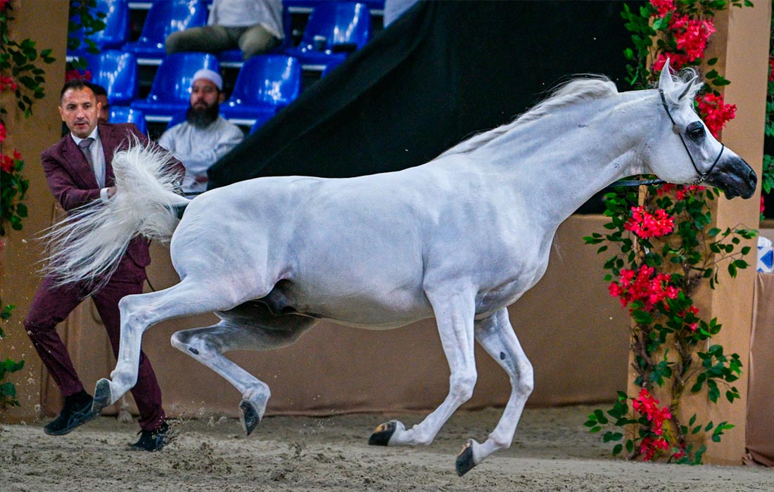 Международный чемпионат арабских лошадей в Дубае