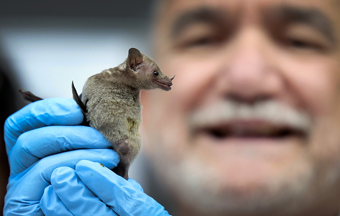 В Мехико пройдет лесной фестиваль летучих мышей "Кироптера 2024"