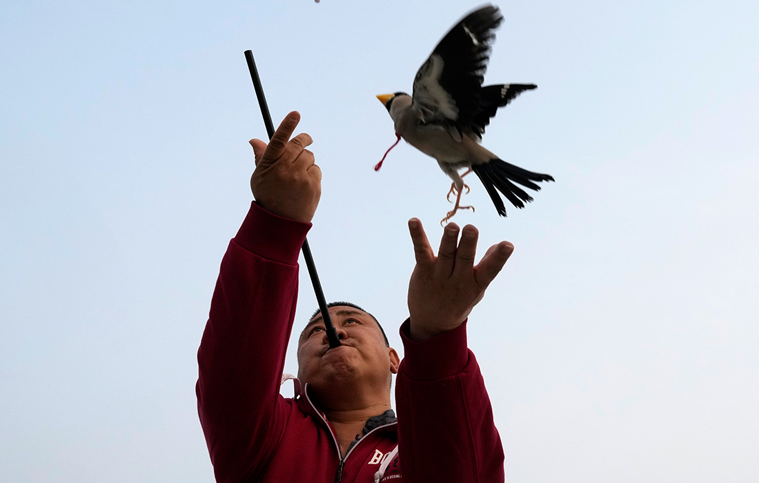 Традиционная игра с перелетными птицами в Пекине