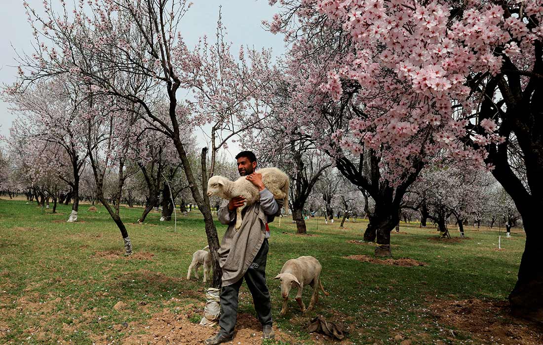 Цветение миндальных деревьев в Кашмире