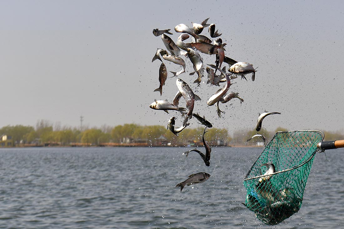 Рыбу запустили в озеро Байандянь