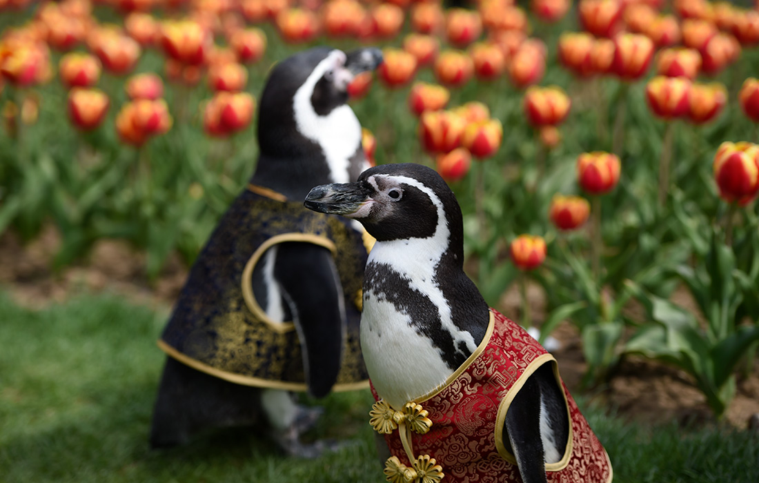 Пингвины Гумбольдта в Нанкинском ботаническом саду, Китай