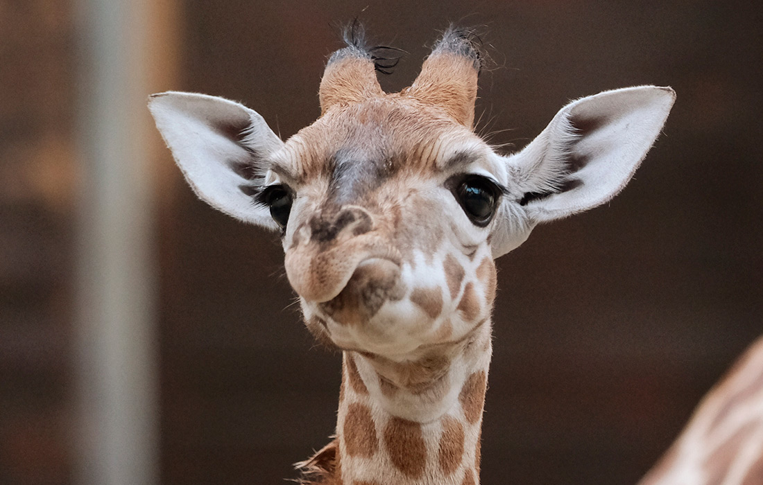 Молодой жираф Киано в вольере Лейпцигского зоопарка