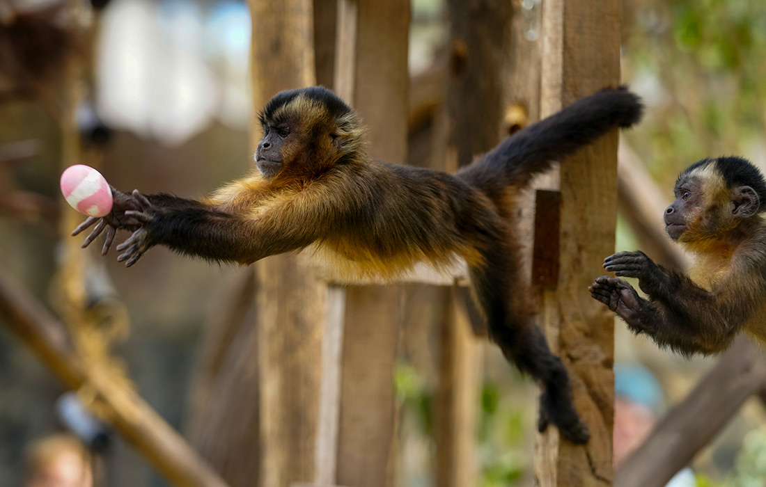 Обезьяны в зоопарке в чилийском Сантьяго получили пасхальные угощения