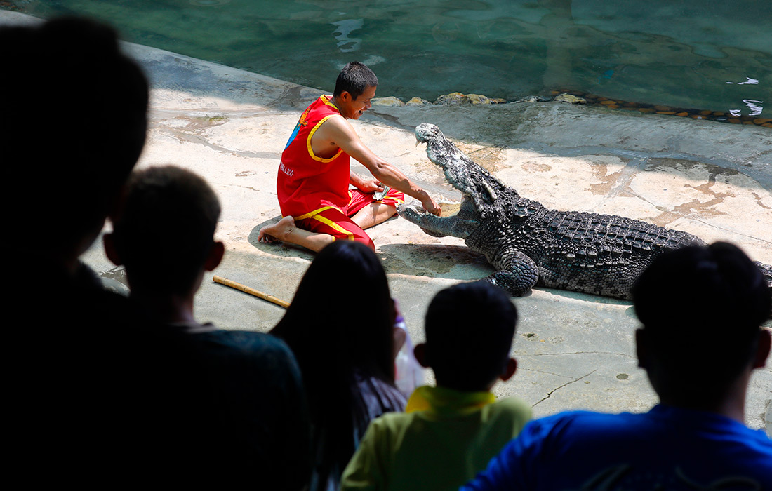 Крокодиловая ферма и зоопарк Самутпракан в Таиланде