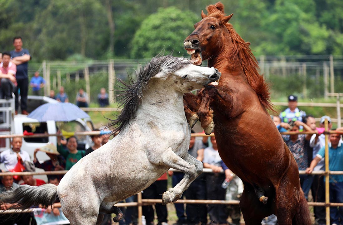 Лошадиные бои в Лючжоу, Китай