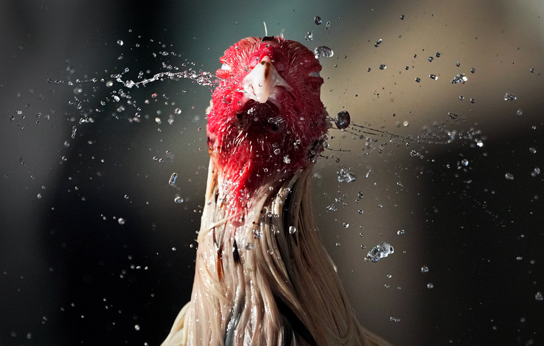 Бойцовый петух охлаждается жарким утром в Кесон-Сити, Филиппины