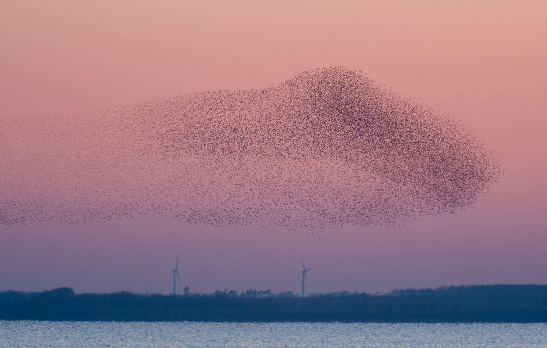Байкальские чирки в небе над озером Волонг, провинция Ляонин, Китай