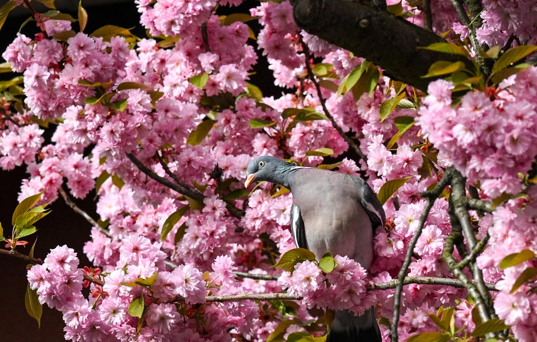 Цветение вишни в Берлине