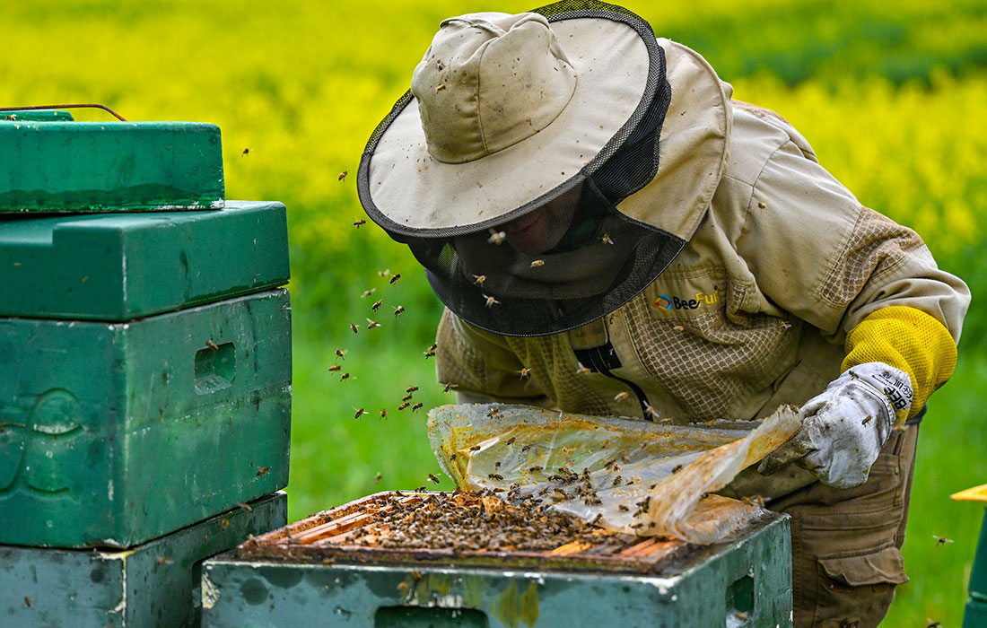 Пчеловодство в Бранденбурге, Германия
