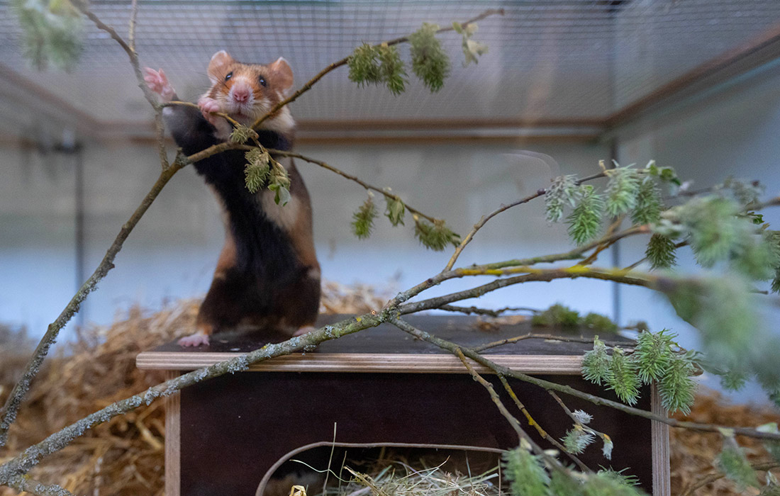 Разведение полевых хомяков в Лейпцигском зоопарке