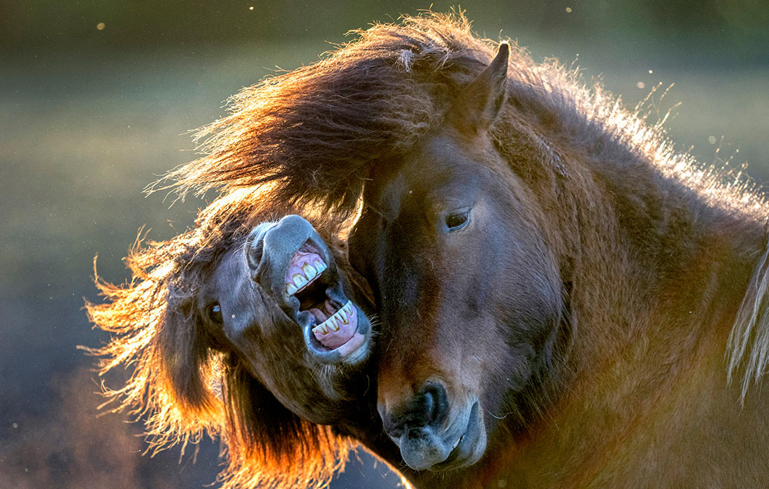 Лошади исландской породы на конном заводе в немецком Верхайме